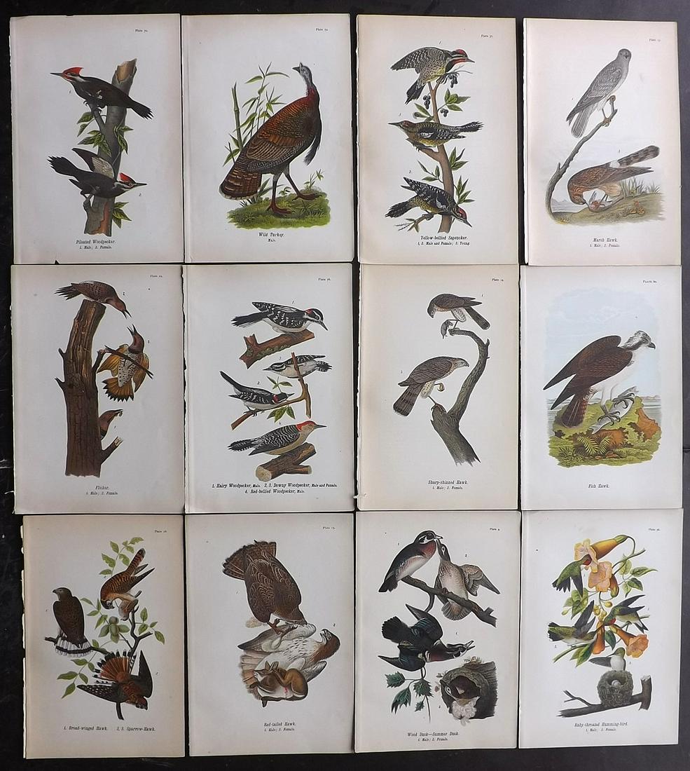 Warren Birds of Pennsylvania 1890 Lot of 12 Prints (1 of 2)