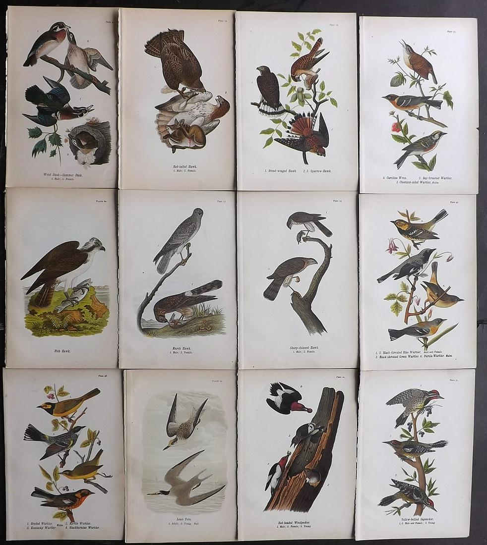 Warren Birds of Pennsylvania 1890 Lot of 12 Prints (1 of 2)