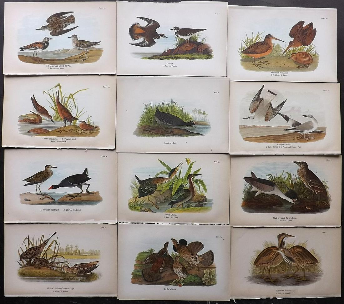 Warren Birds of Pennsylvania 1890 Lot of 12 Prints (1 of 2)