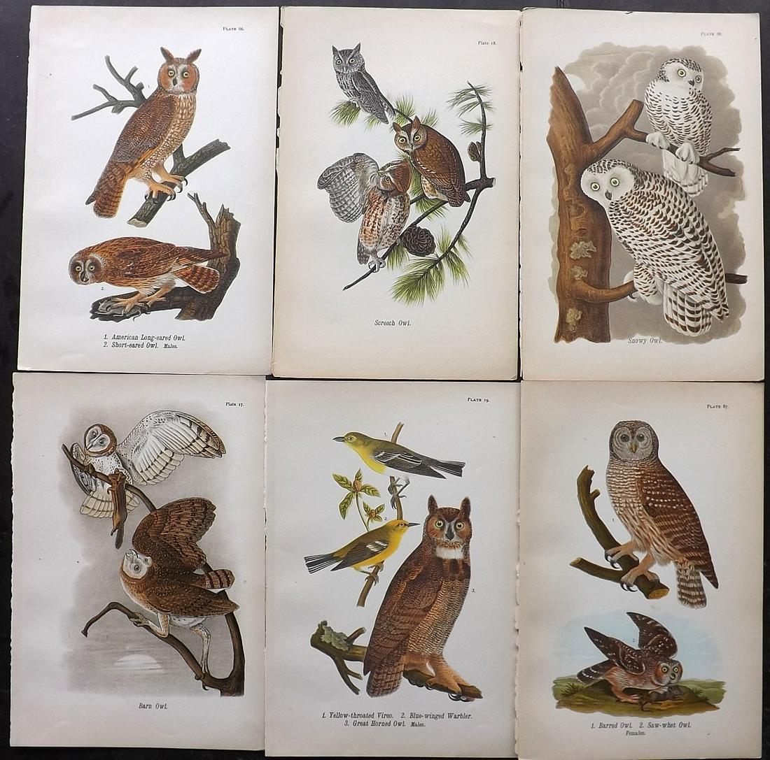 Warren Birds of Pennsylvania 1890 Lot of 6 owls (1 of 2)
