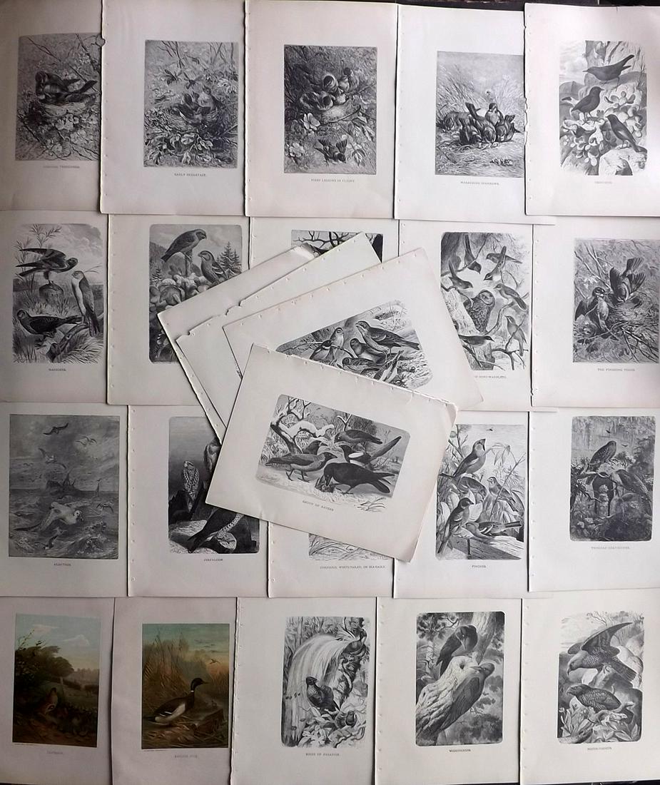 Wood & Prang 1898 Lot of 24 Antique Bird Prints (1 of 2)