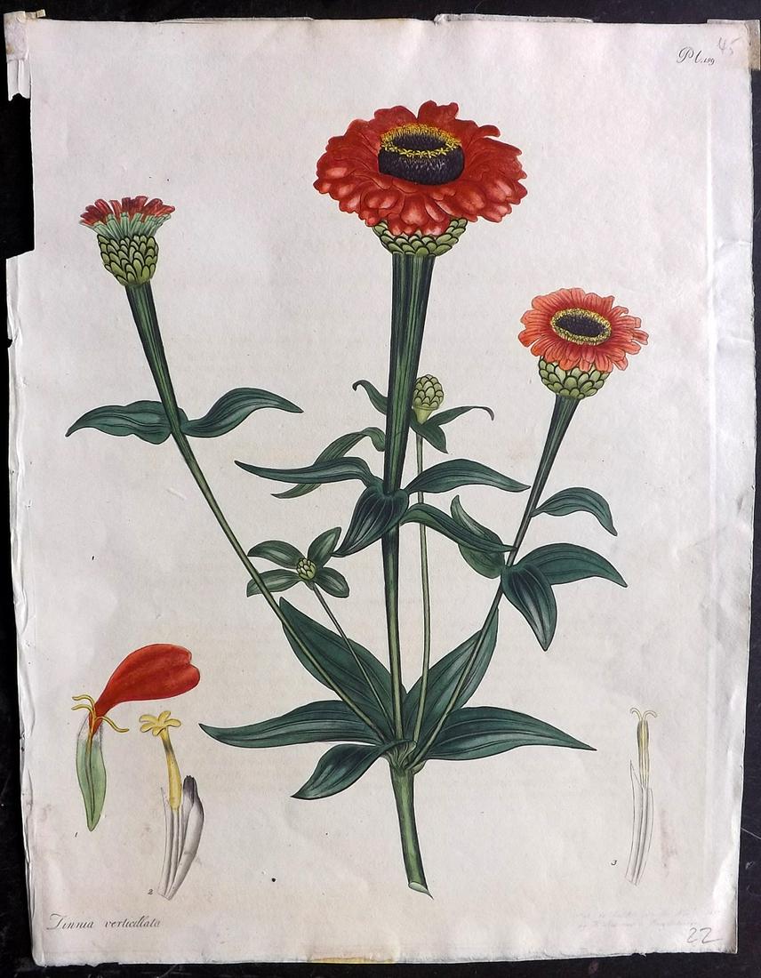 Andrews, Henry 1801 HC Botanical. Zinnia Verticillata (1 of 2)