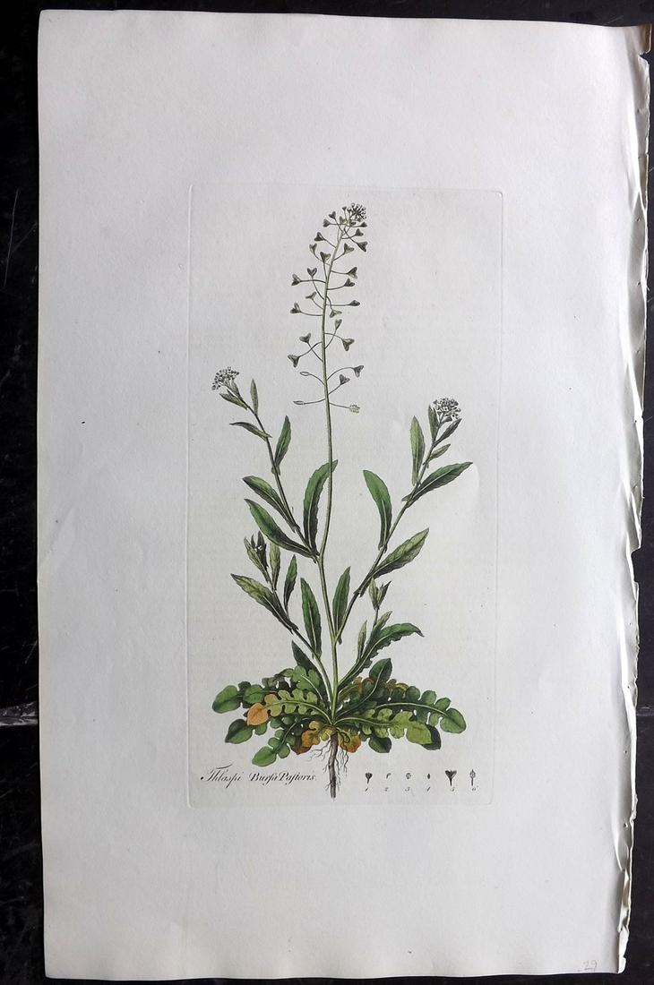 Curtis, William C1780 LG HC Botanical. Shepherd's Purse: Hand Colored Copper Plate Published 1777-98, London for "Flora Londinensis: or Plates and Descriptions of such plants as grow wild in the Environs of London" by William Curtis. With accompanying descr