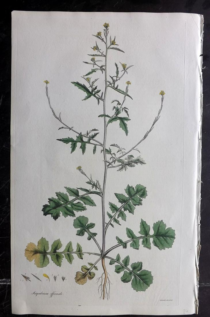 Curtis, William C1780 LG HC Botanical. Hedge Mustard (1 of 2)
