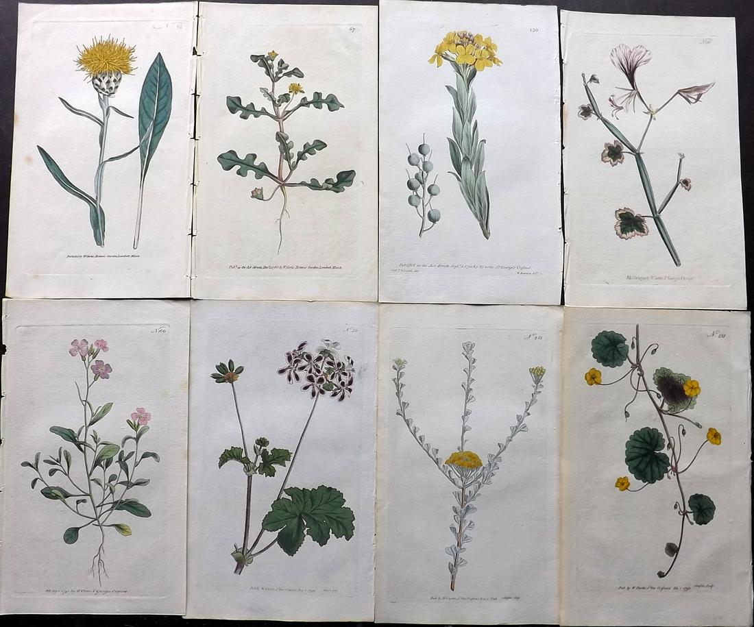 Curtis, William 1790-92 Lot of 8 HCol Botanical Prints (1 of 2)