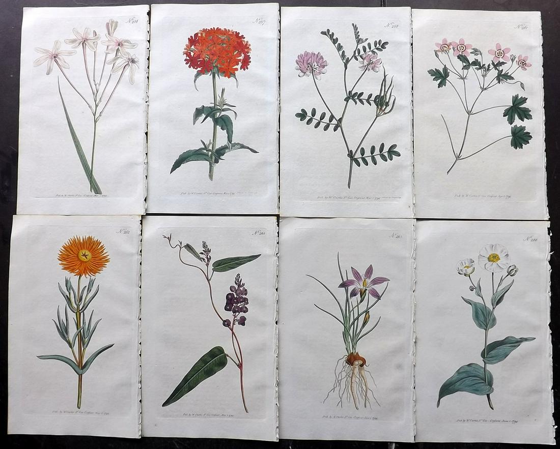 Curtis, William 1794 Lot of 8 HCol Botanical Prints (1 of 2)