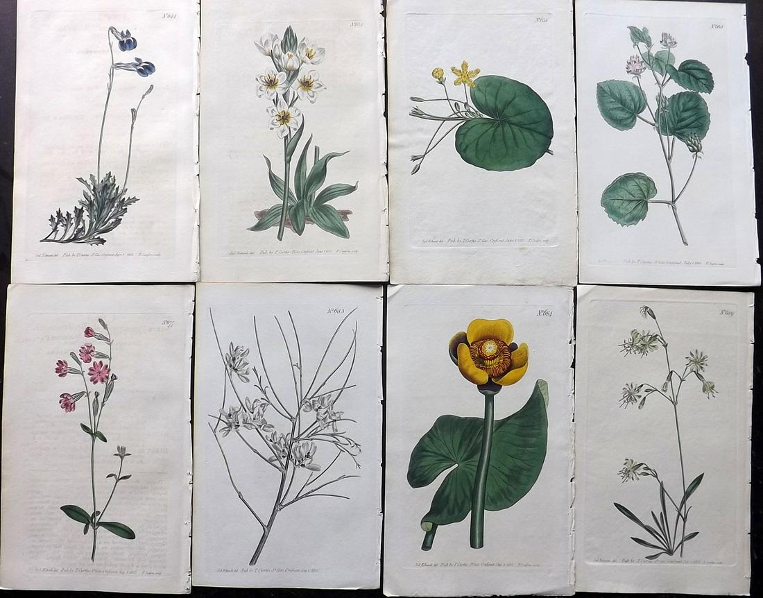 Curtis, William 1803 Lot of 8 HCol Botanical Prints (1 of 2)