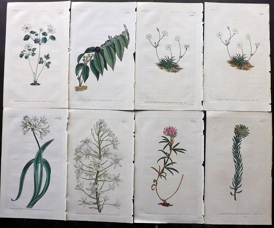 Curtis, William 1805 Lot of 8 HCol Botanical Prints (1 of 2)