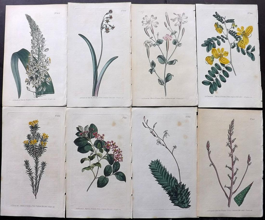 Curtis, William 1805 Lot of 8 HCol Botanical Prints (1 of 2)