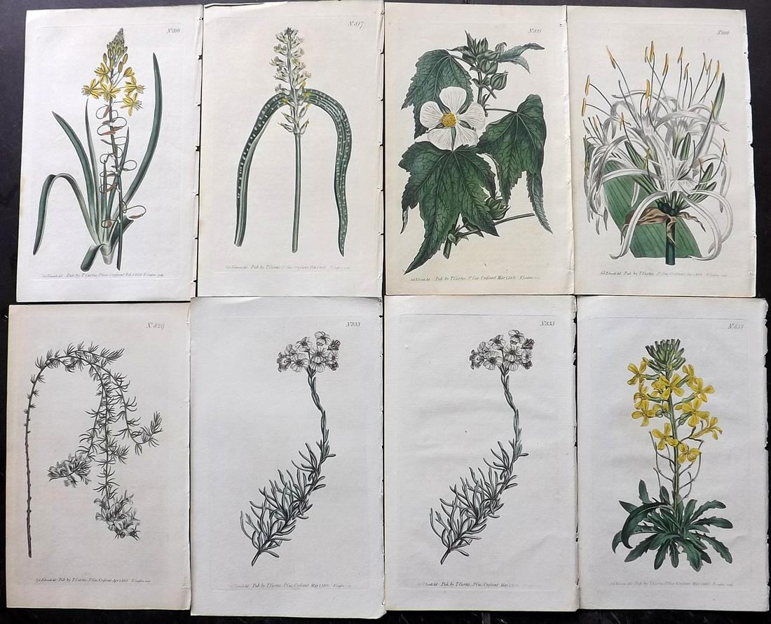 Curtis, William 1805 Lot of 8 HCol Botanical Prints (1 of 2)
