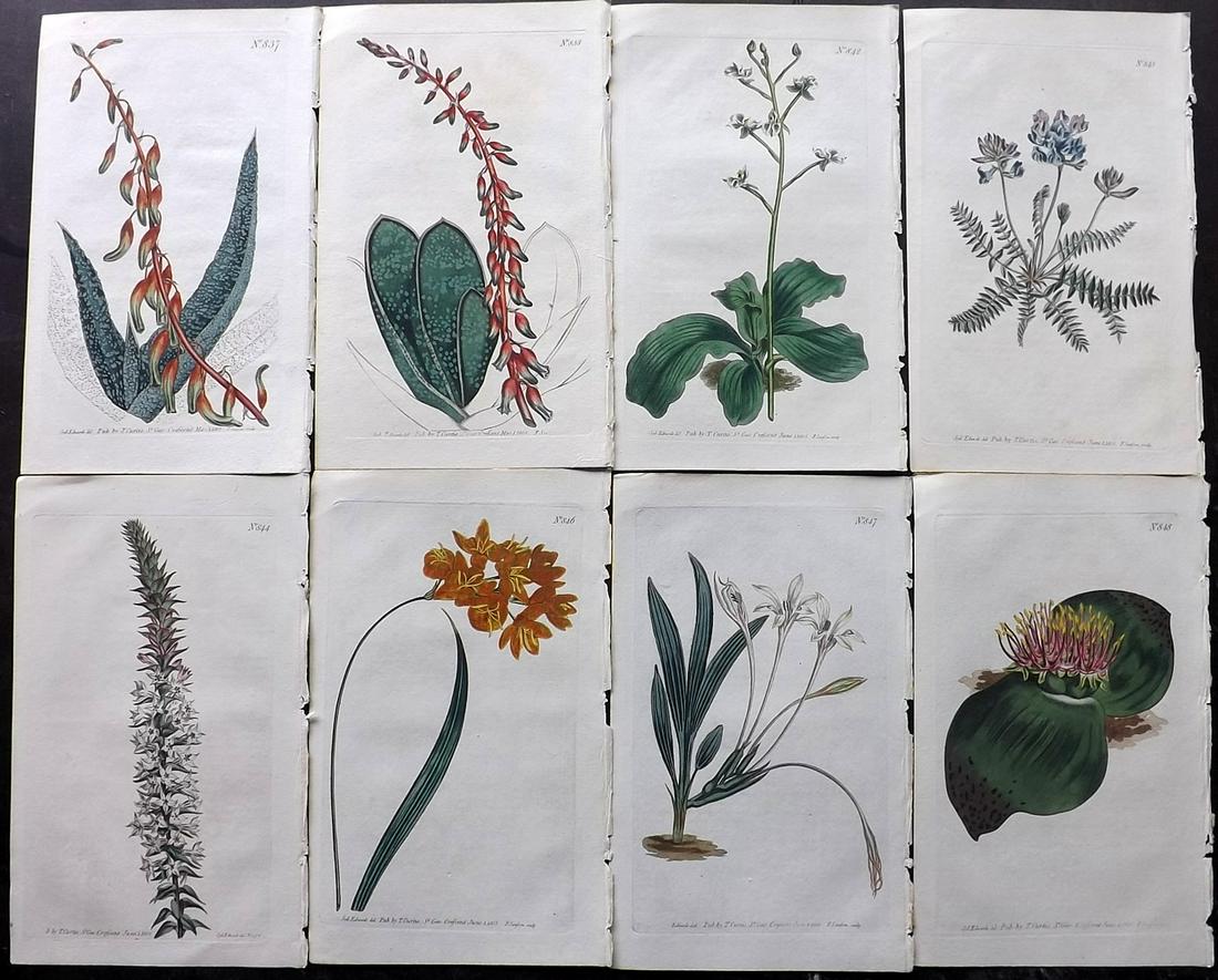 Curtis, William 1805 Lot of 8 HCol Botanical Prints (1 of 2)