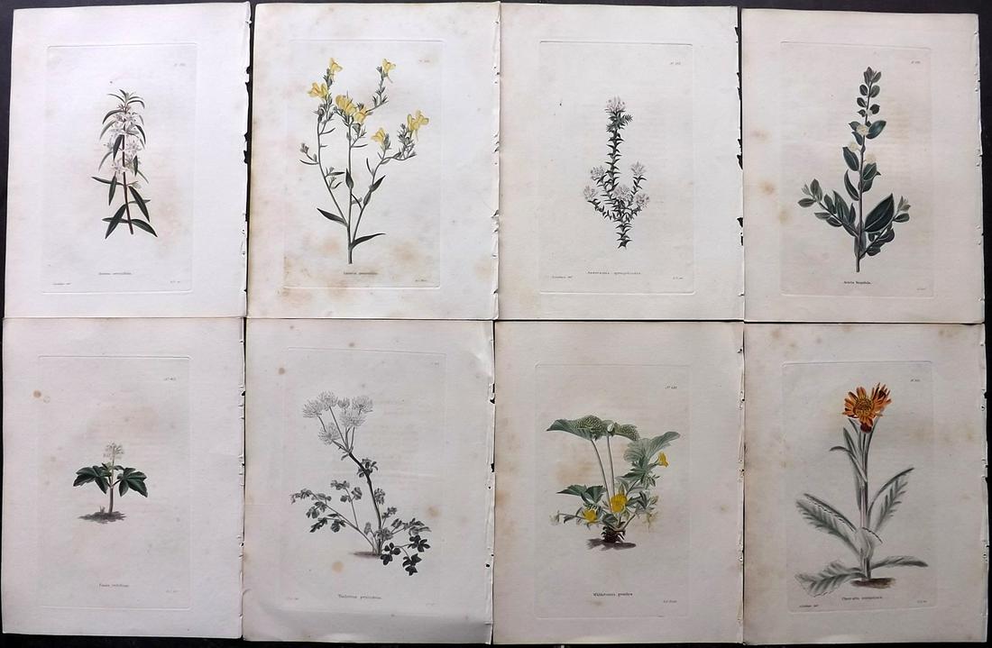 Loddiges, Conrad C1820 Lot of 8 HCol Botanical Prints (1 of 2)