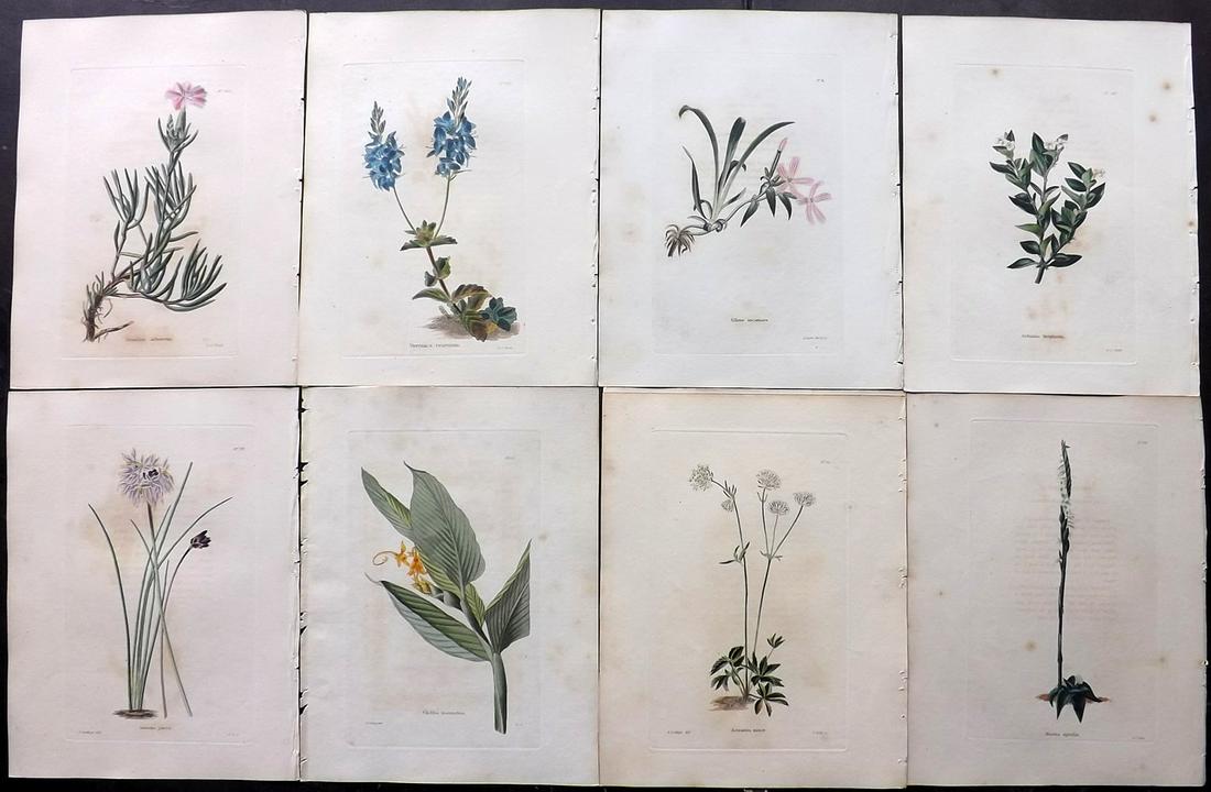 Loddiges, Conrad C1820 Lot of 8 HCol Botanical Prints (1 of 2)