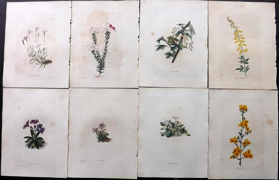 Loddiges, Conrad C1820 Lot of 8 HCol Botanical Prints (1 of 2)