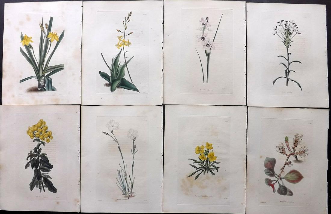 Loddiges, Conrad C1820 Lot of 8 HCol Botanical Prints (1 of 2)