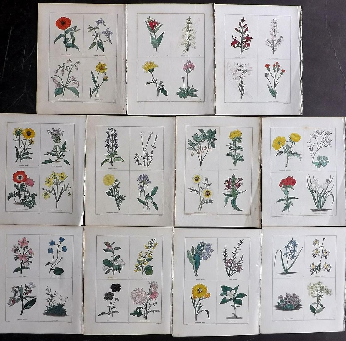 Maund, Benjamin Lot of 11 HCol Botanical Prints (1 of 2)