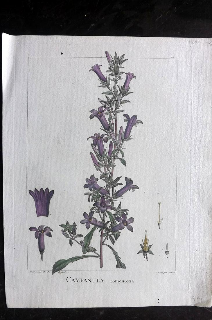 Redoute, Henri 1800 HC Botanical. Campanula Tomentosa (1 of 2)