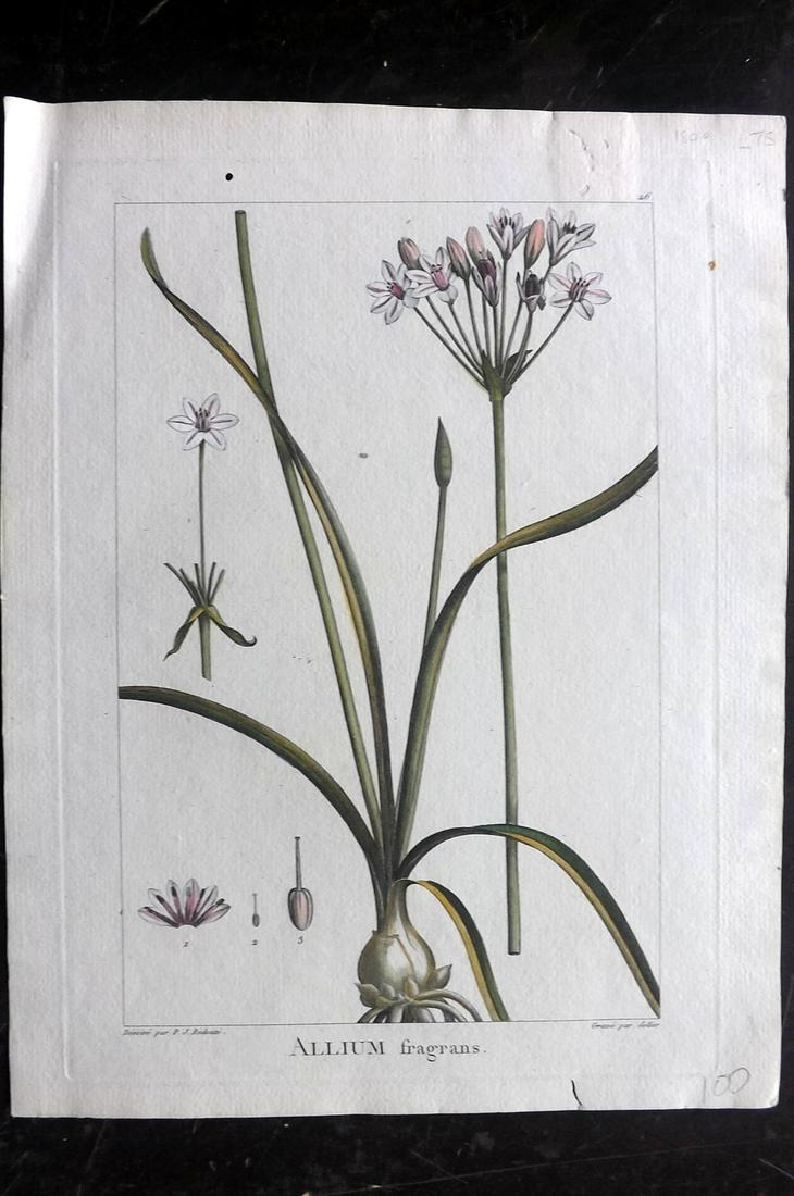 Redoute, Pierre 1800 HC Botanical Print. Allium (1 of 2)