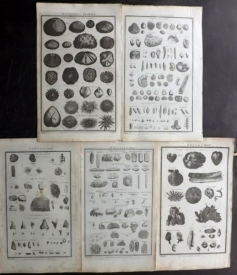 Howard, George 1796 Lot of 5 Folio Prints. Shells etc: Folio Copper Plates Published 1796, London for "The New Royal Encyclopaedia Londinensis" by George Selby Howard. Paper Size: 16.5 x 10 inch (42 x 26cm) Some tone spotting