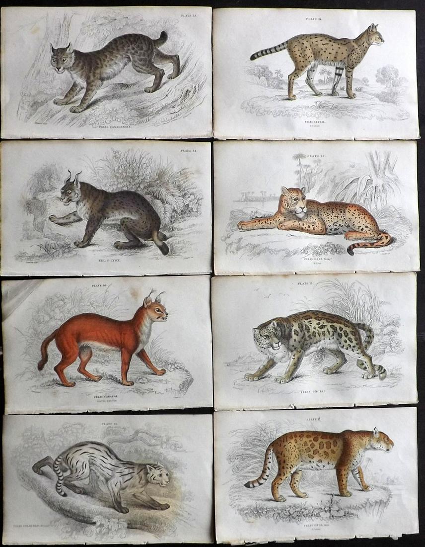 Jardine, William C1840 Lot of 8 HC Prints. Big Cats (1 of 2)
