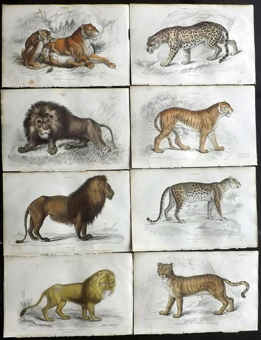 Jardine, William C1840 Lot of 8 HC Prints. Lions, (1 of 2)