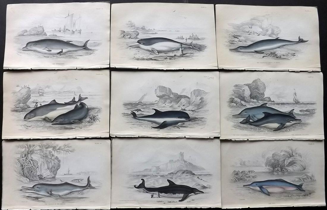 Jardine, William C1840 Lot of 9 HC Prints. Whales (1 of 2)