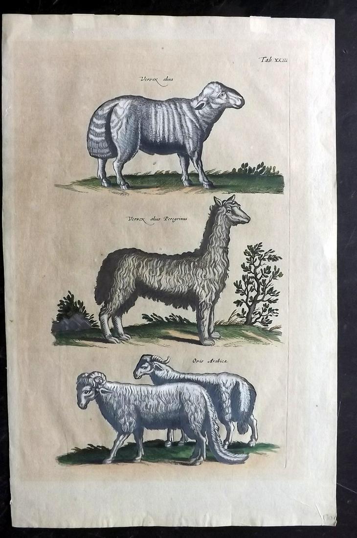 Merian & Jonston 1718 Folio Hand Col Print. Sheep (1 of 2)