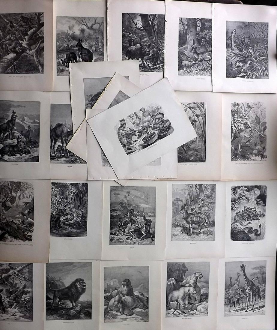 Wood & Prang 1898 Lot of 24 Natural History Prints: 24 Wood Engravings (With plain backs) Published 1898 by Selmar Hess, New York for "Animate Creation" by John George Wood. Lithographed by Louis Prang. Paper Size: 12.5 x 9 inch (32 x 23cm) Good Condit