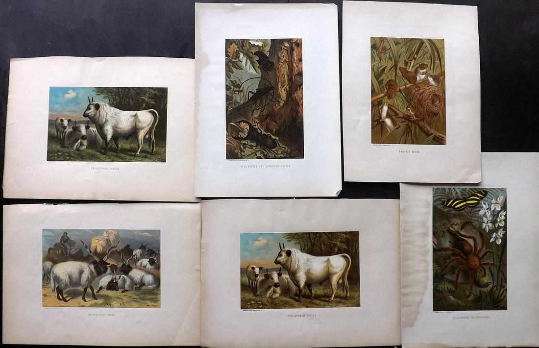 Wood & Prang 1898 Lot of 6 Natural History Prints (1 of 2)