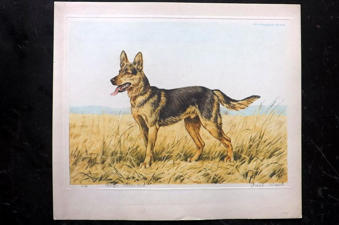 Wood, Paul C1935 Signed Dog Etching. Berger Allemand: Colour Printed Etching Published C1935 by the Paris Etching Society, New York. Drawn & Etched by Paul Wood. Signed and Titled in pencil by Wood, bottom margin. Paper Size: 9.5 x 8.5 inch (24 x 22cm) G