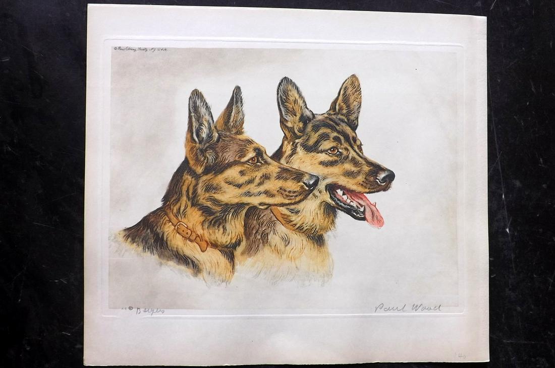 Wood, Paul C1935 Signed Dog Etching. Bergers (1 of 1)
