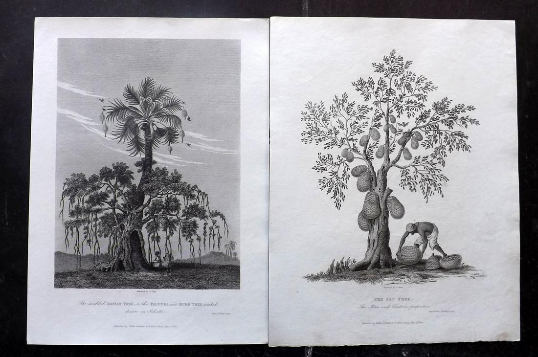 India - Forbes, James 1813 Prints (2) Banian Tree etc (1 of 2)