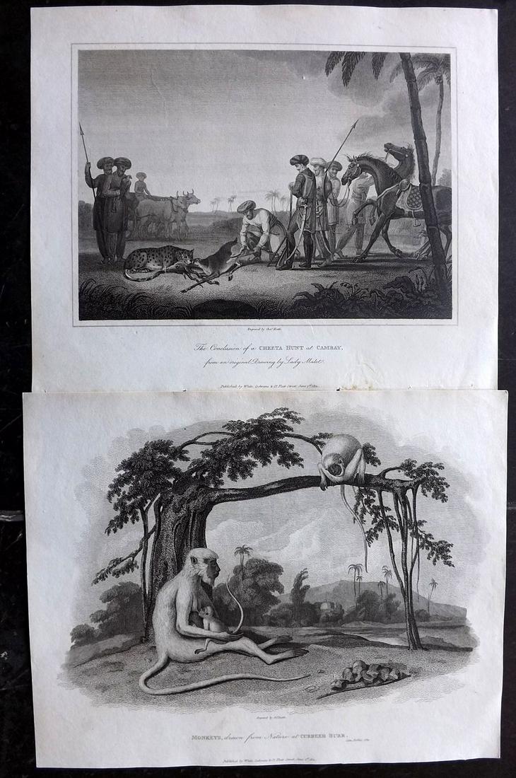 India - Forbes, James 1813 Prints (2) Cheeta Hunt etc (1 of 2)