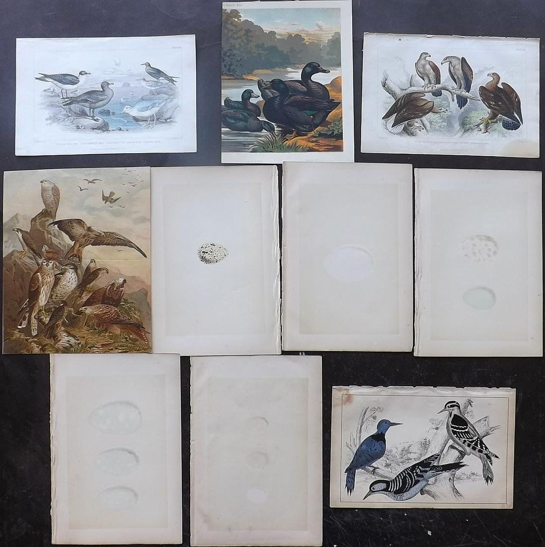 Birds & Eggs 19th Cent. Lot of 9 Prints: Lot of 9 Lithographs, Engravings and Woodblocks. Examples by Goldsmith, Morris, Cassell/Wright/Ludlow, and one other. Paper Size: Up to 9.5 x 8 inch (24 x 20cm) Some minor faults, one with poor colori