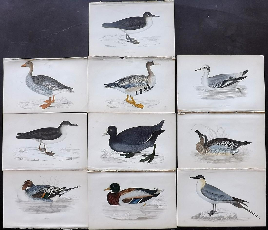 Morris, Francis 1867 Lot of 10 Hand Col Bird Prints: Woodblocks Published 1863-67, London for "A History of British Birds" by the Rev. Franis Orpen Morris. Printed in colours and finished by Benjamin Fawcett. Paper Size: 7 x 5 inch (18 x 13cm) Minor bac