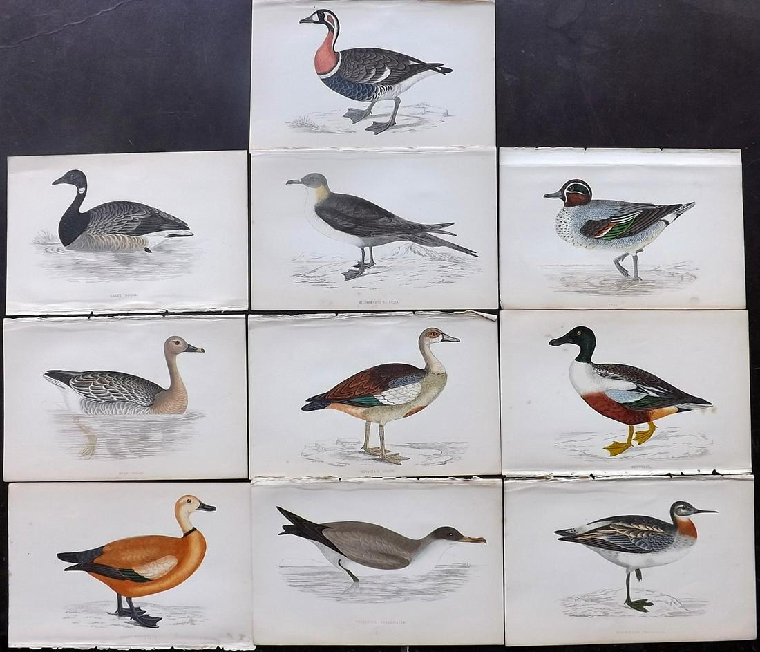 Morris, Francis 1867 Lot of 10 Hand Col Bird Prints: Woodblocks Published 1863-67, London for "A History of British Birds" by the Rev. Franis Orpen Morris. Printed in colours and finished by Benjamin Fawcett. Paper Size: 7 x 5 inch (18 x 13cm) Minor bac