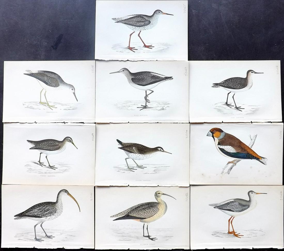 Morris, Francis 1867 Lot of 10 Hand Col Bird Prints: Woodblocks Published 1863-67, London for "A History of British Birds" by the Rev. Franis Orpen Morris. Printed in colours and finished by Benjamin Fawcett. Paper Size: 7 x 5 inch (18 x 13cm) Minor bac