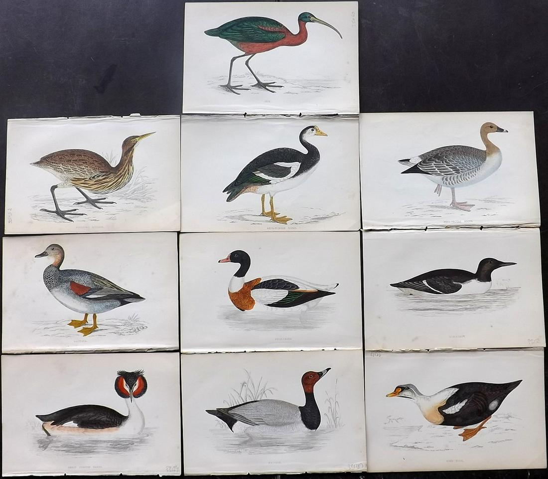 Morris, Francis 1867 Lot of 10 Hand Col Bird Prints: Woodblocks Published 1863-67, London for "A History of British Birds" by the Rev. Franis Orpen Morris. Printed in colours and finished by Benjamin Fawcett. Paper Size: 7 x 5 inch (18 x 13cm) Minor bac
