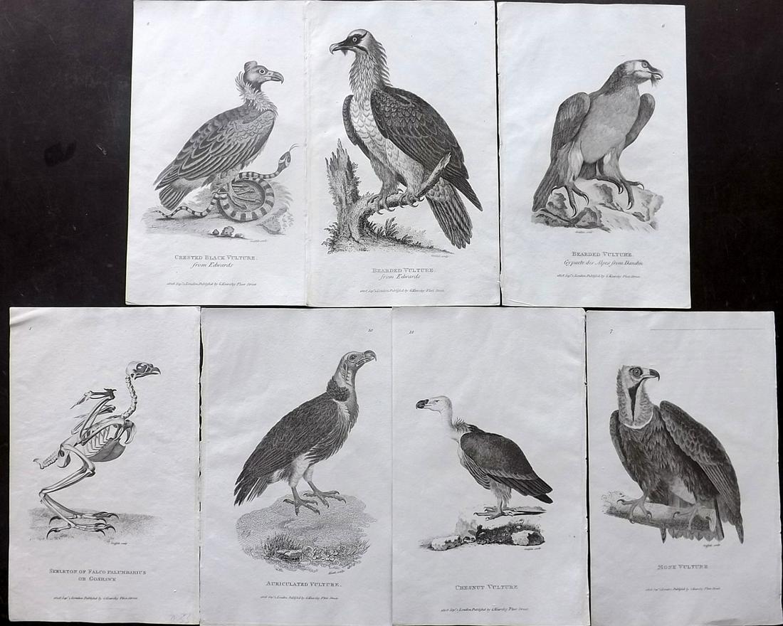 Shaw, George 1808 Lot of 7 Birds of Prey Prints (1 of 2)