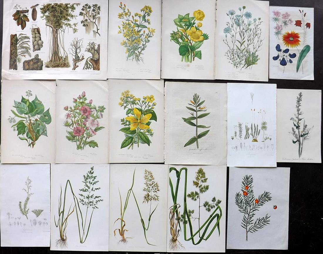 Botanical Prints 19th Cent. Mixed Lot of 16 (1 of 2)