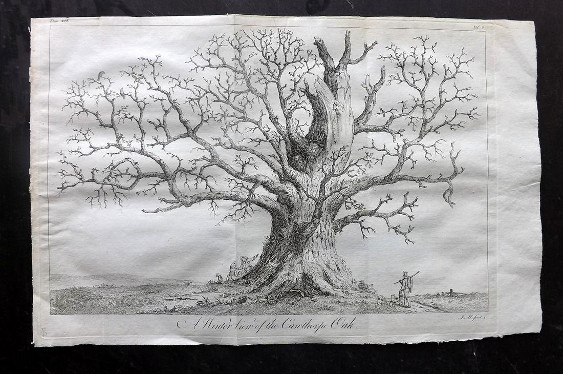 Evelyn, John 1801 Folio Print of an Oak Tree (1 of 2)