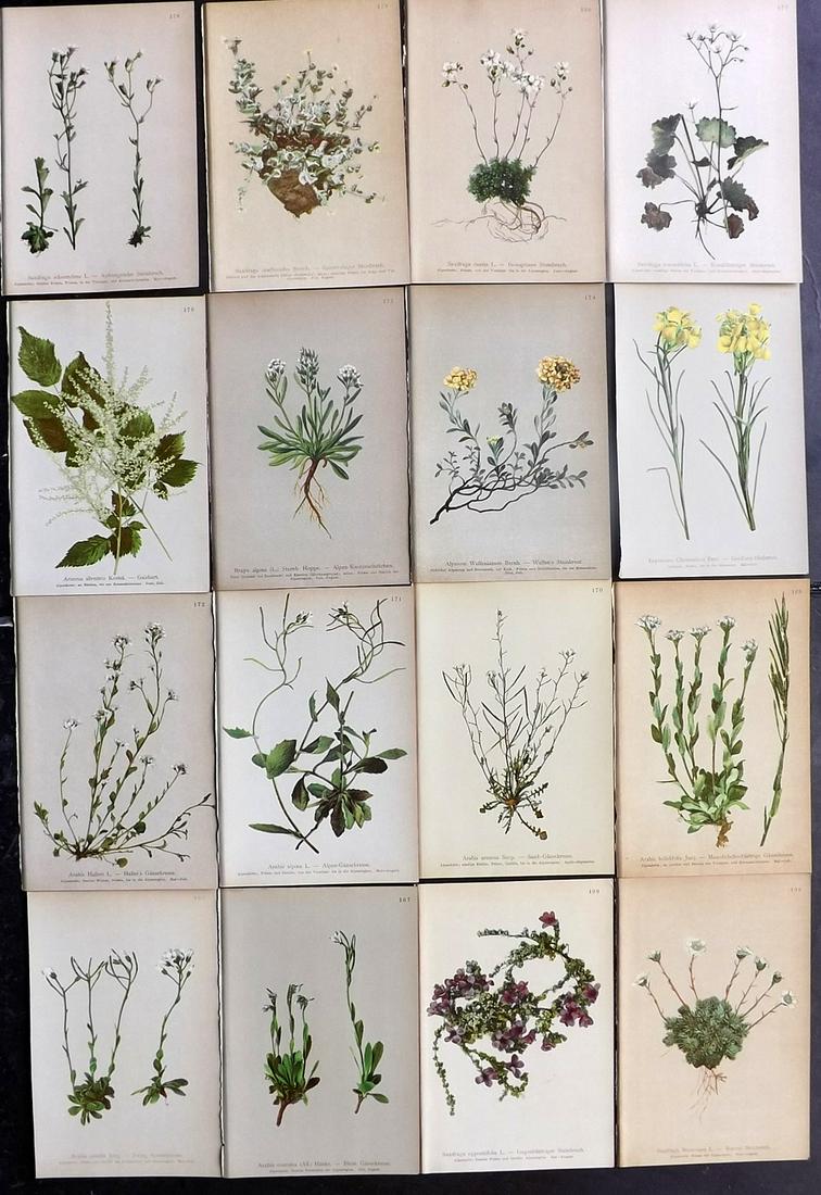 Hartinger, Anton 1897 Lot of 16 Botanical Prints: Chromolithographs Published 1897, Vienna for "Atlas der Alpenflora" by Anton Hartinger. Paper Size: 7.5 x 5 inch (19 x 13cm) Good Condition