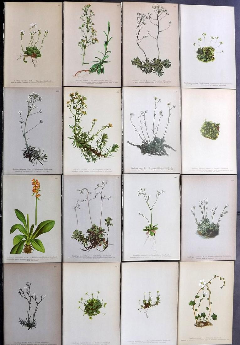 Hartinger, Anton 1897 Lot of 16 Botanical Prints: Chromolithographs Published 1897, Vienna for "Atlas der Alpenflora" by Anton Hartinger. Paper Size: 7.5 x 5 inch (19 x 13cm) Good Condition