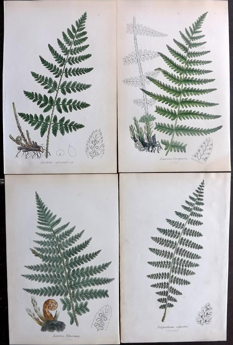 Johnson, Charles 1855 Lot of 4 Hand Col Fern Prints (1 of 2)