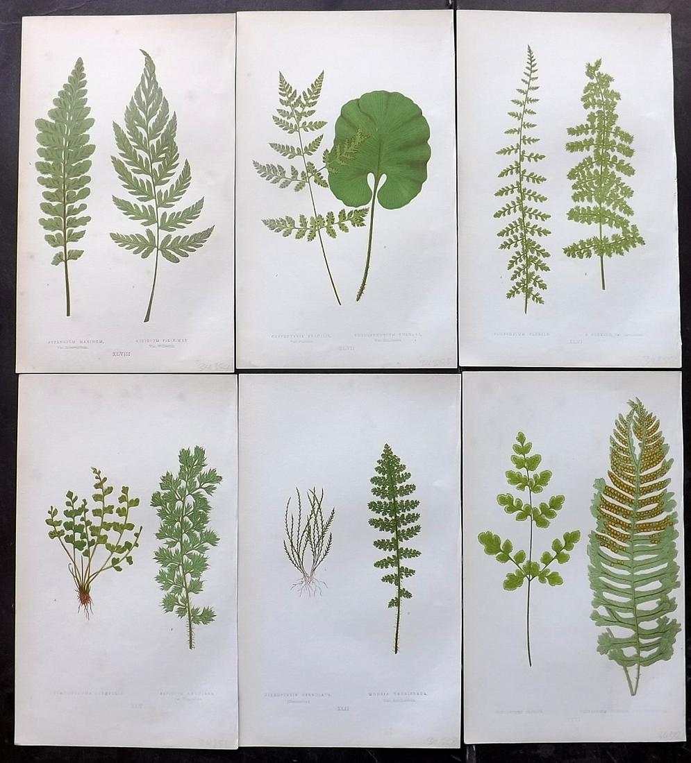 Lowe, Edward 1856 Lot of 6 Antique Fern Prints: Woodblocks Published 1856-60 by Groombridge and Sons, London for "Ferns: British and Exotic" by Edward Lowe. Illustrated by A.F. Lydon. Printed by Benjamin Fawcett. Paper Size: 10 x 6 inch (25 x 15cm)