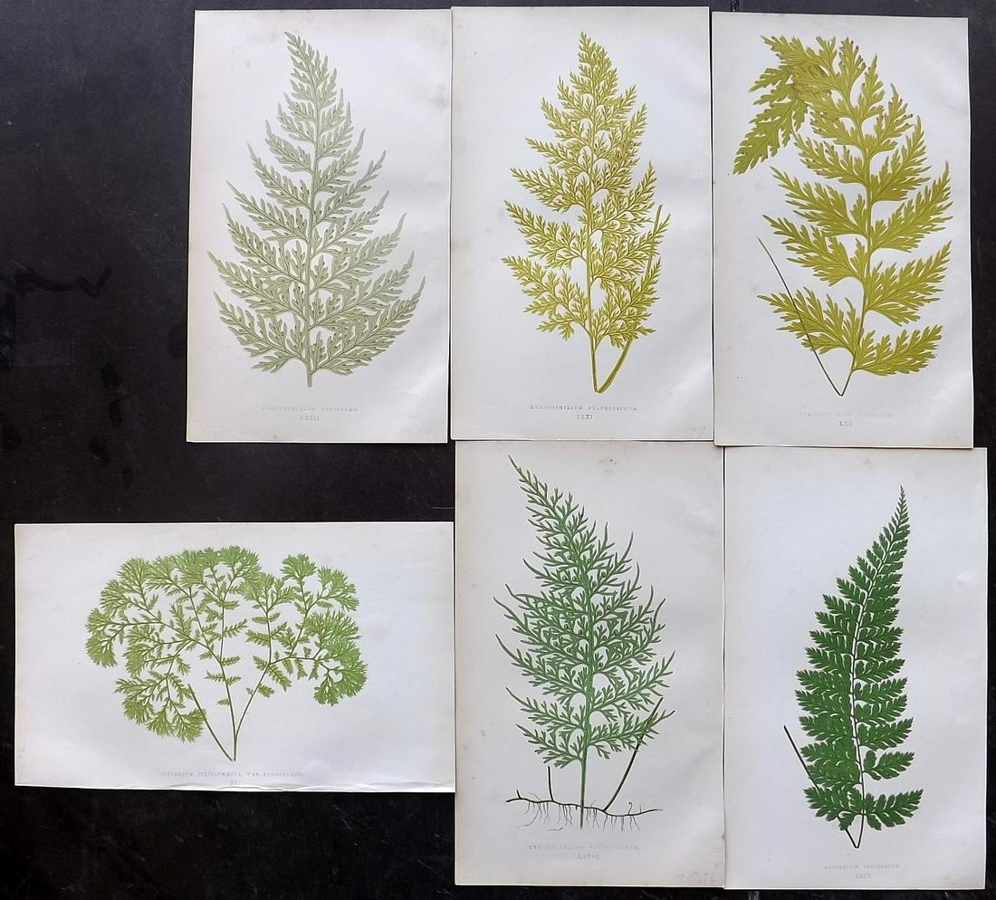 Lowe, Edward 1856 Lot of 6 Antique Fern Prints: Woodblocks Published 1856-60 by Groombridge and Sons, London for "Ferns: British and Exotic" by Edward Lowe. Illustrated by A.F. Lydon. Printed by Benjamin Fawcett. Paper Size: 10 x 6 inch (25 x 15cm)