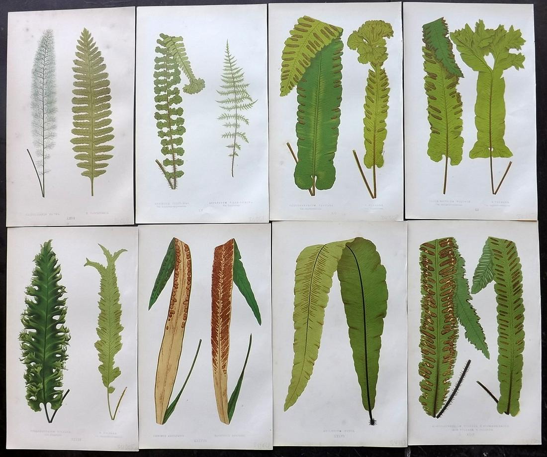 Lowe, Edward 1856 Lot of 8 Antique Fern Prints: Woodblocks Published 1856-60 by Groombridge and Sons, London for "Ferns: British and Exotic" by Edward Lowe. Illustrated by A.F. Lydon. Printed by Benjamin Fawcett. Paper Size: 10 x 6 inch (25 x 15cm)