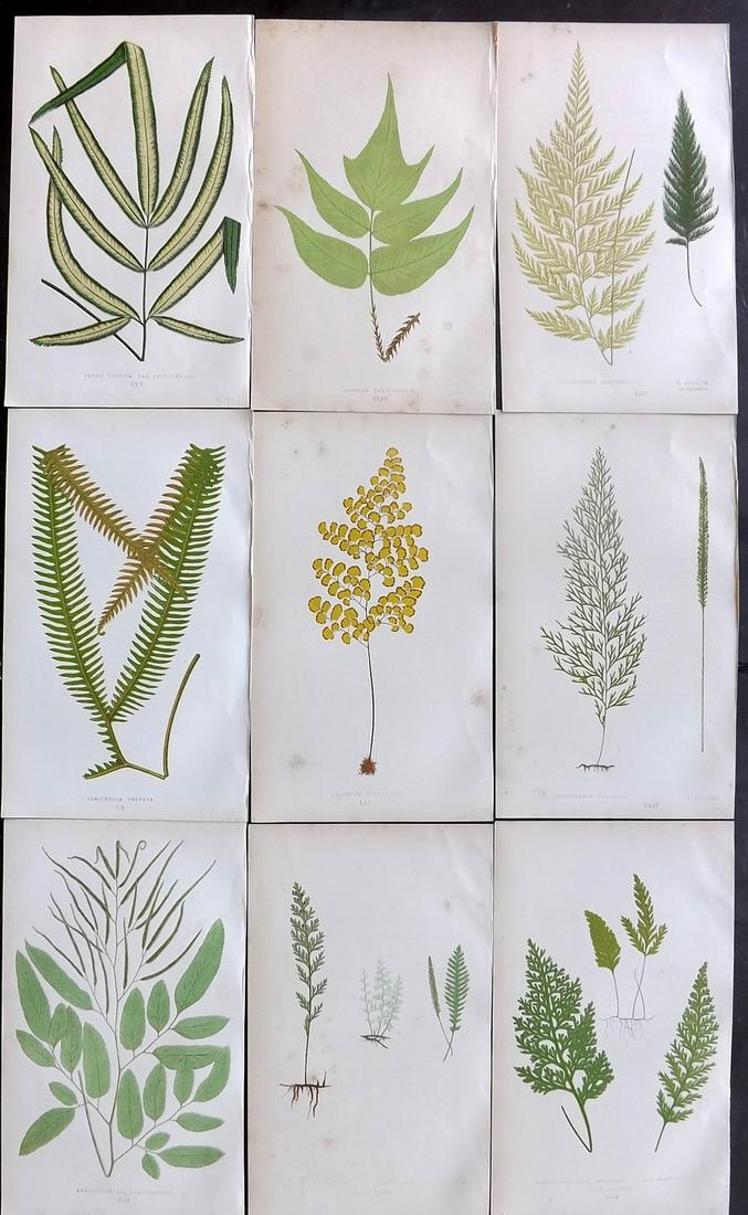 Lowe, Edward 1856 Lot of 9 Antique Fern Prints: Woodblocks Published 1856-60 by Groombridge and Sons, London for "Ferns: British and Exotic" by Edward Lowe. Illustrated by A.F. Lydon. Printed by Benjamin Fawcett. Paper Size: 10 x 6 inch (25 x 15cm)