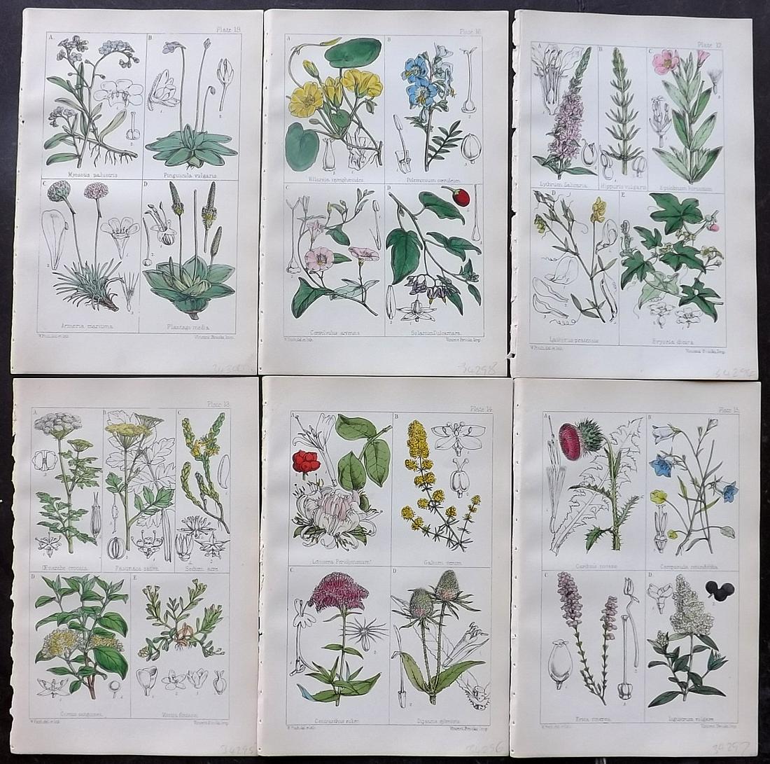 Moore, Thomas 1867 Lot of 6 Hand Col Botanical Prints (1 of 2)