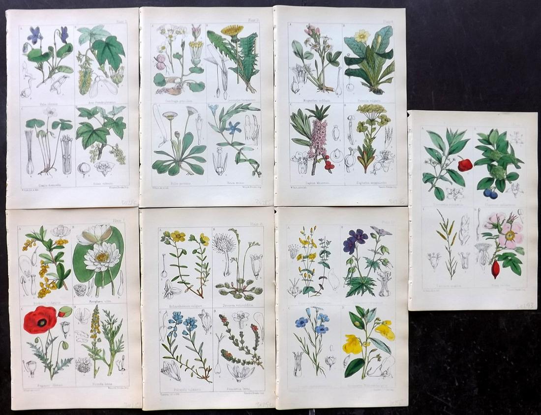 Moore, Thomas 1867 Lot of 7 Hand Col Botanical Prints (1 of 2)